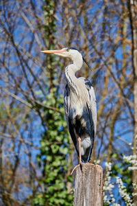 Bird perching on wooden post