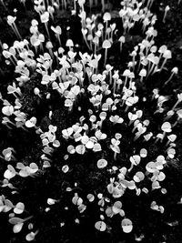 High angle view of water lily