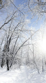 Close-up of tree against sky during winter