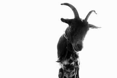 Portrait of a horse against white background