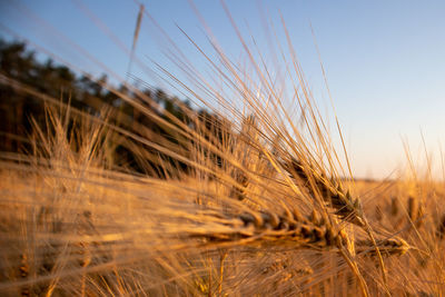 Close-up of wheat field against sky