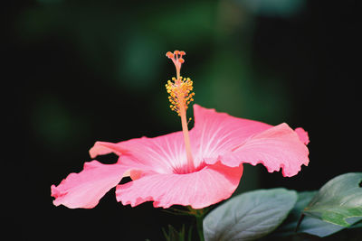 Close-up of pink hibiscus flower