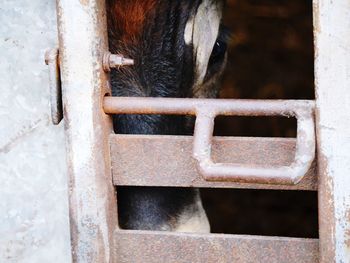 Close-up of horse standing by metal structure