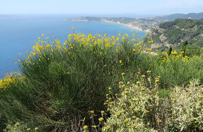 Yellow flowering plants by sea against sky