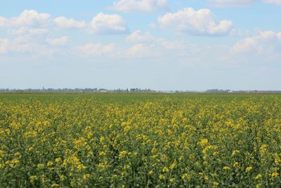 Scenic view of oilseed rape field against sky