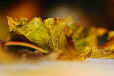 Close-up of lizard on leaf