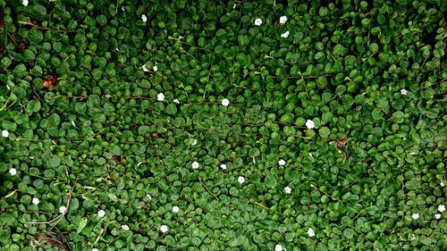 High angle view of flowering plants on field