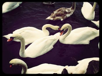 Swan in calm water