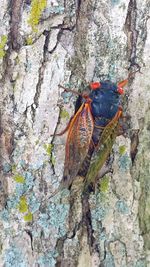 Close-up of lizard on tree trunk