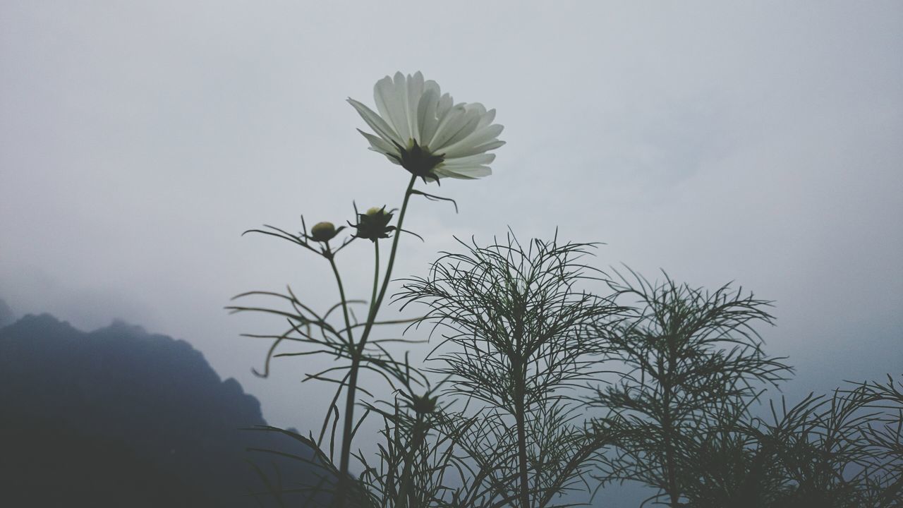 growth, plant, clear sky, low angle view, copy space, nature, stem, beauty in nature, sky, tranquility, silhouette, flower, leaf, no people, branch, outdoors, close-up, day, tree, growing