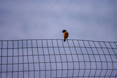 Bird perching on a fence against sky