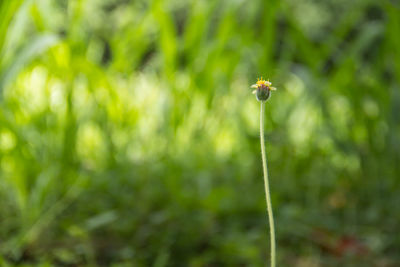 Close-up of flowering plant on land