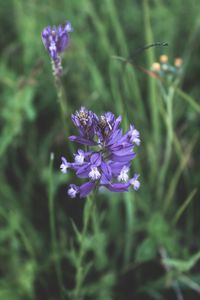 Close-up of purple flowering plant on field