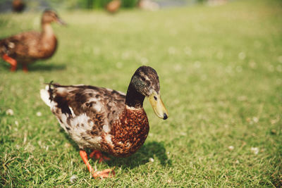 Close-up of mallard duck on field