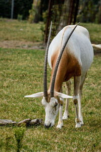 Horse grazing in field