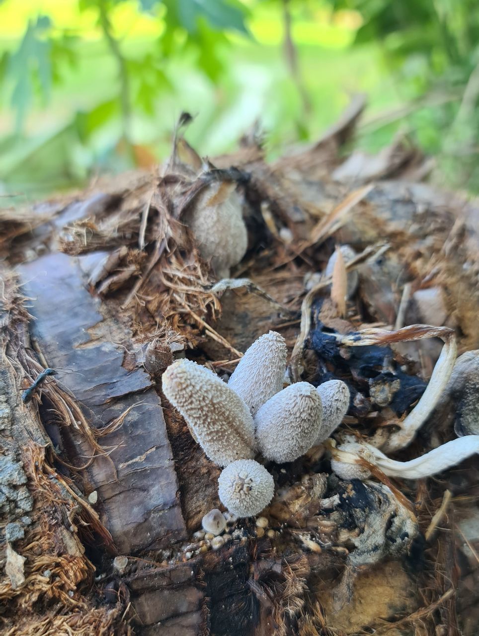 HIGH ANGLE VIEW OF DEAD PLANT ON LAND