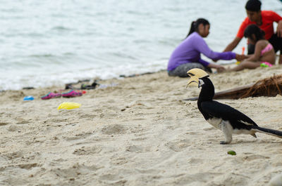 Birds on beach