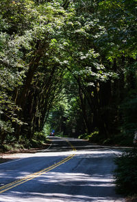 Road amidst trees in forest