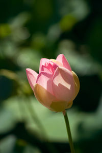 Close-up of pink rose