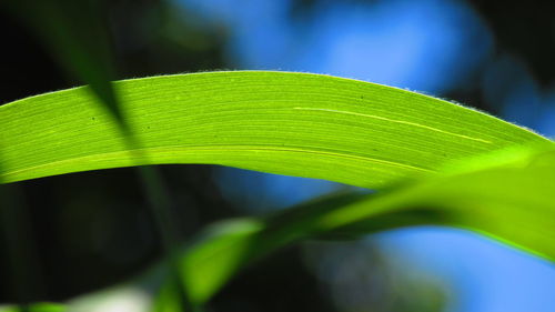 Close-up of green leaves