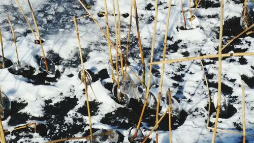 Close-up of snow