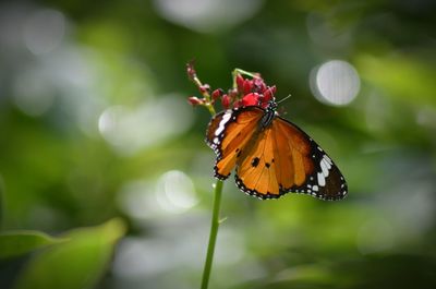 Close-up of butterfly pollinating on flower