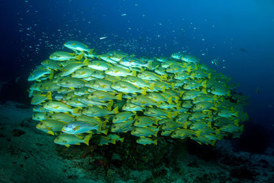 View of fish swimming in sea