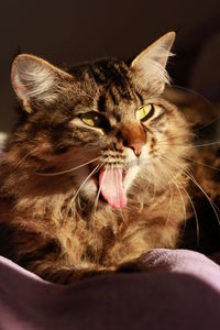 Close-up of cat yawning on bed