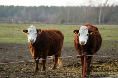 Portrait of cow standing in field