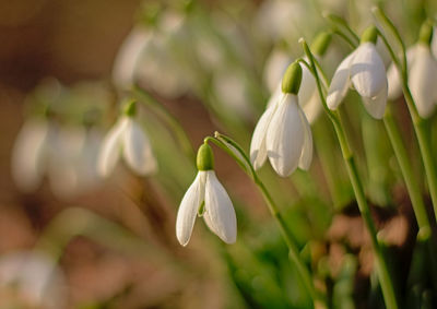 Close-up of white flowering plant