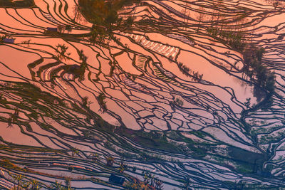 Full frame shot of plants growing on field against sky