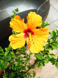 Close-up of yellow flower