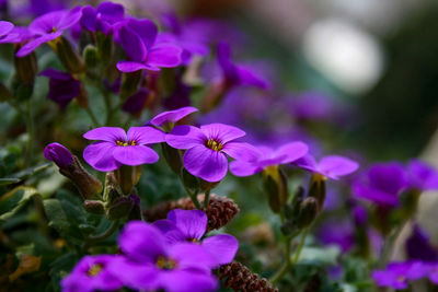 Close-up of purple flowering plants in park