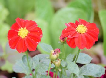 Close-up of red flowers blooming outdoors