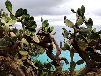 Cactus plant growing on land against sky