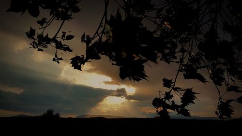 Low angle view of silhouette trees against sky at sunset