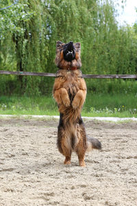 Dog running in a field