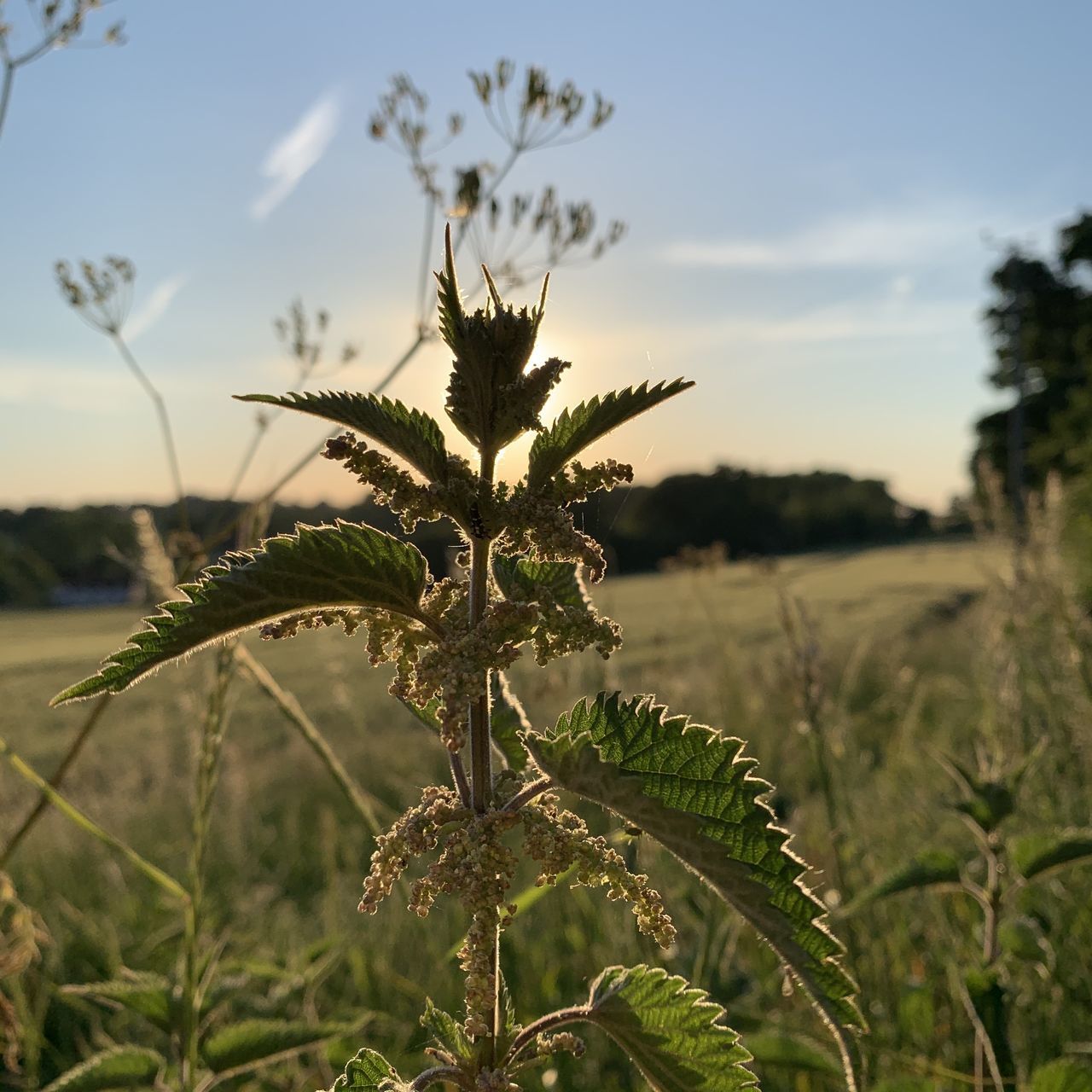 CLOSE-UP OF PLANT ON FIELD