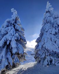 Snow covered trees against blue sky