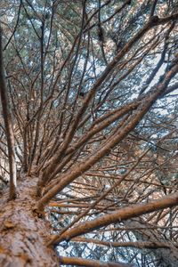 Low angle view of bare trees in forest