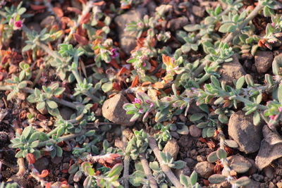 High angle view of plants and stones on field