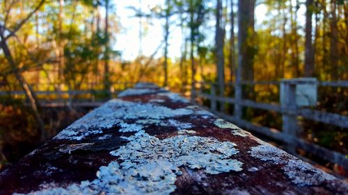 Close-up of tree trunk in forest