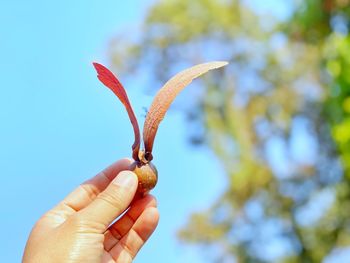 Close-up of hand holding leaf