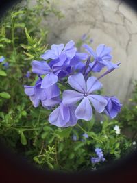 Close-up of purple flowers blooming