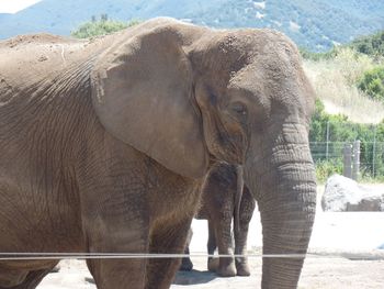 African elephant at zoo on sunny day