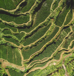 Scenic view of green landscape