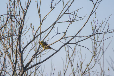 Low angle view of bird perching on branch