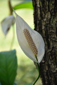 Close-up of white flowers