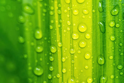 Close-up of raindrops on green leaves