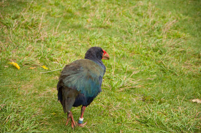 Close-up of bird perching on grass